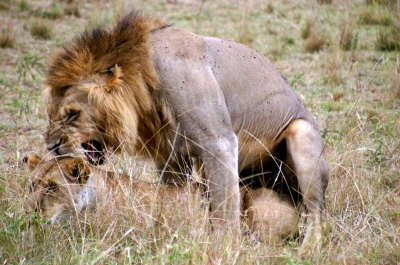 Auch Löwen brauchen Liebe