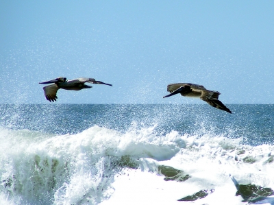 Pelikane Nicaragua 4