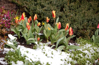 Tulpen im Schnee