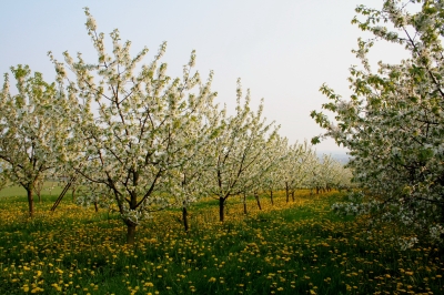 Apfelblüte in Marienthal