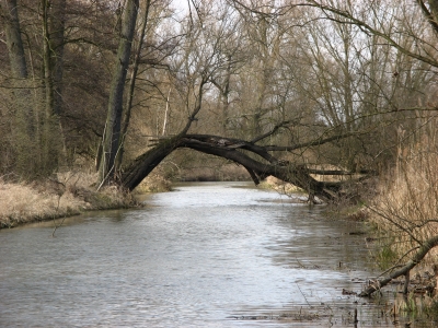 Naturbrücke