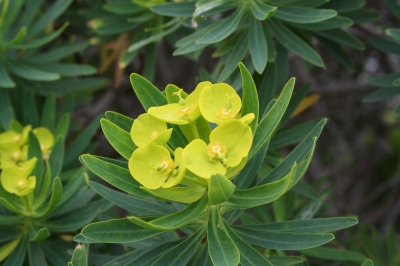 Blüten im Frühling auf Sardinien 1