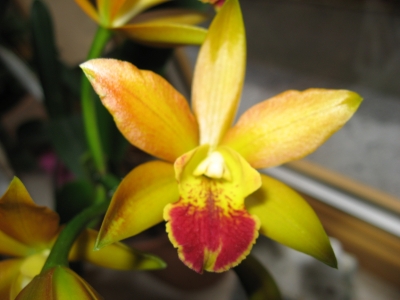 Orchidee 51