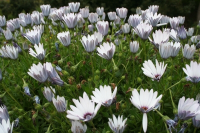 Blüten im Frühling auf Sardinien 3