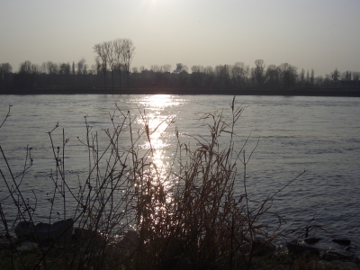 Sonnenuntergang am Rhein #1