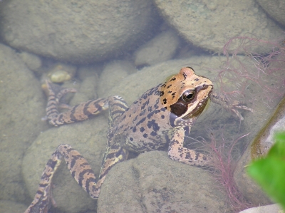 Frosch im Teich