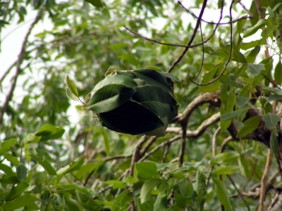 Grüne Ameisen Nest 11