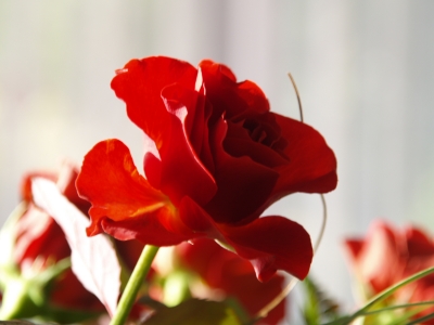 Rote Rosen 2
