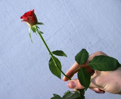 Rose für dich