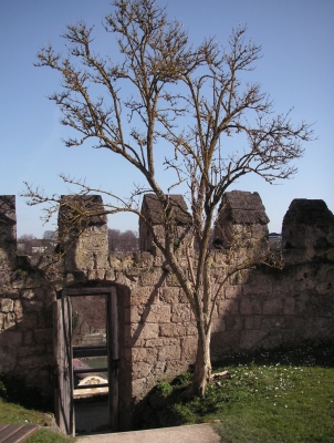 Frühling an der Burgmauer