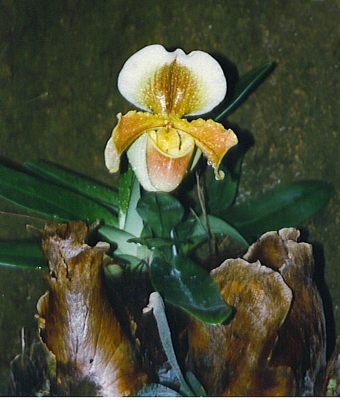 Orchidee Arrangement.