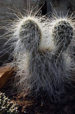 Micky Maus Kaktus, Opuntie
