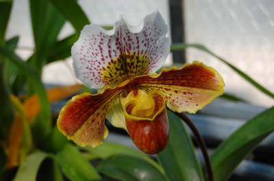 Orchidee paphiopedilum