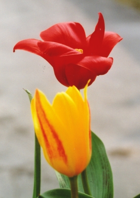 2Tulpen