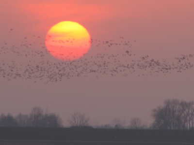 Vogelschwarm + Sonnenuntergang