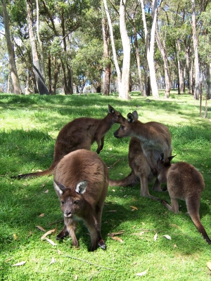 Viele Känguruh