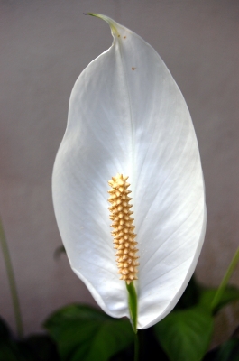 Spathiphyllum