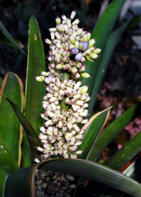 Bromeliaceae in weiss