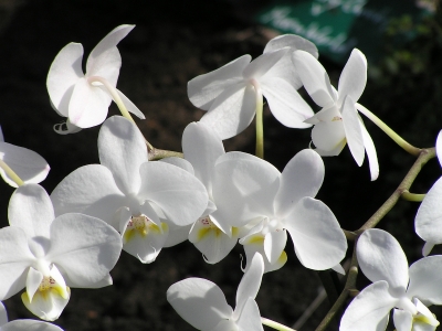 helle Orchidee  07-P3264549