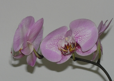 violettrosa Orchideenblüten mit Punkten