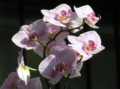 Orchideen in Sonne vor dunklem Hintergrund