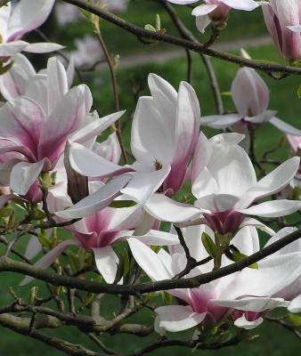 Magnolienbild, hoch