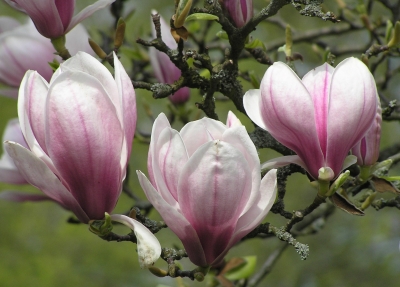3 Magnolienblüten  (06-P4239908a)