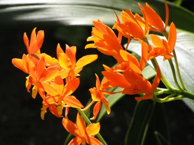 orange Orchideen im Sonnenlicht