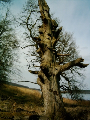 Baum auf Vilm