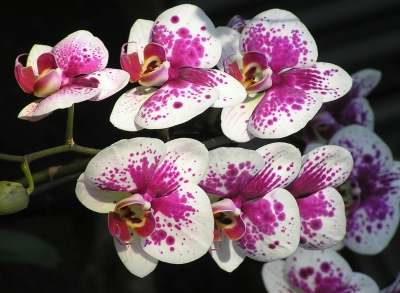 magentapunktierte Orchideenblüten