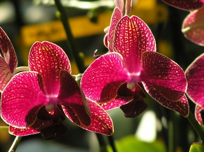 rote im Sonnenlicht leuchtende Phalaenopsis-Orchidee