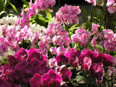 Orchideengruppe, in Sonne leuchtend