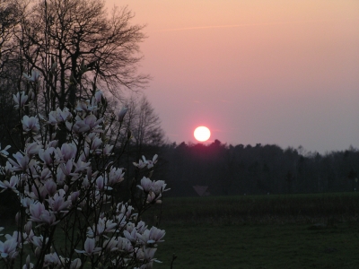 Magnolie mit Sonne I