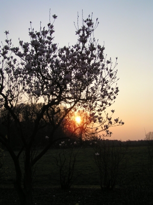 Magnolie mit Sonne II