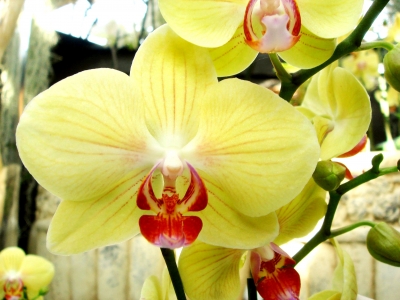 Orchidee_1