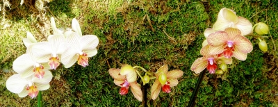 Orchideen Trio