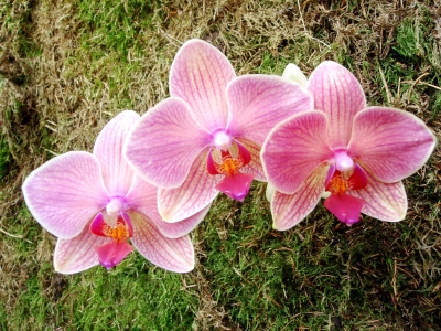 Orchideen Trio 2