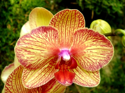 Orchideen_2