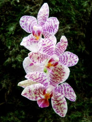 Orchideen_4