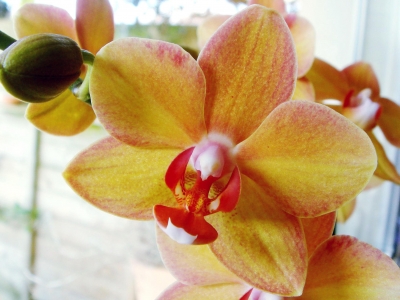 Orchideen_5