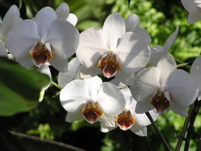 weissbunte Phalaenopsis-Orchidee im Sonne