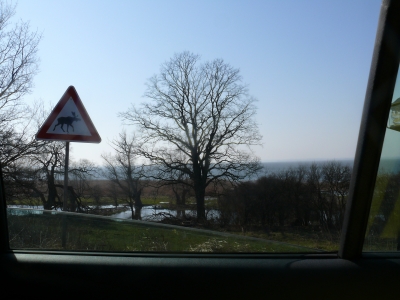 Achtung Elch auf Usedom