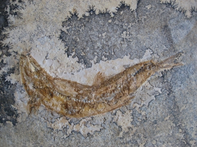 Fossiler Fisch aus den Solnhofener Plattenkalken