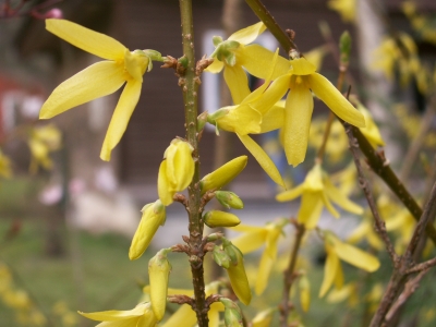 Forsythienblüte