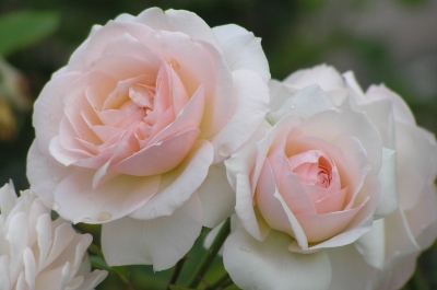 'Piroschka' - rosa Rosenblüten