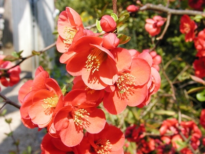 Sonnige Blüten der Karminroten Zierquitte