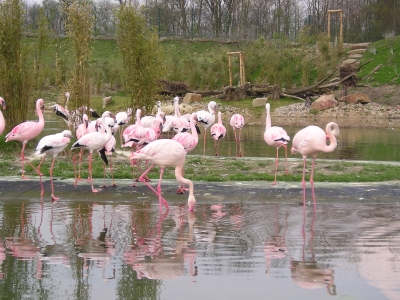 ~~Flamingos ~~