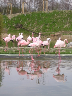 ~~Flamingos~~1