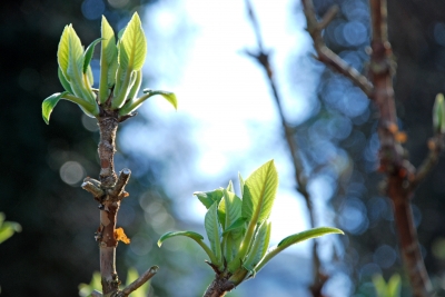 Knospen zum Licht