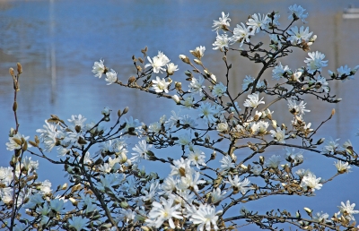 Magnolien